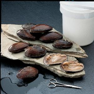 Freshwater Mussels (Unio or Anodonto)