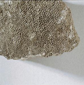 Favosites sp. (Devonian)