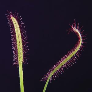 Sundew