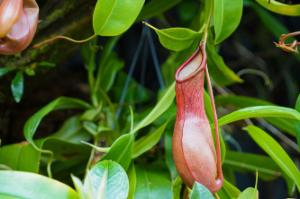 Pitcher plant