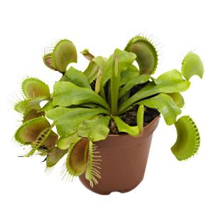 Venus fly trap