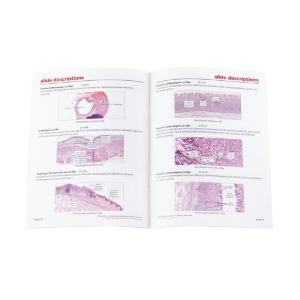 Digestive System Slide Set