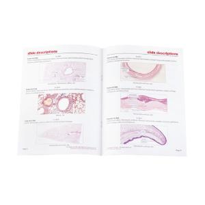 Respiratory System Slide Set