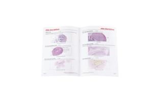 Reproductive System Slide Set