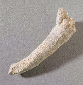 <i>Tabulophyllum sp</i>. (Mississippian)