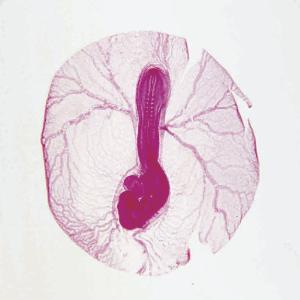 Chick, 48-Hour (CS) H and E Slide