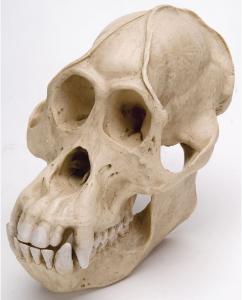 Orangutan Skull Male Replica