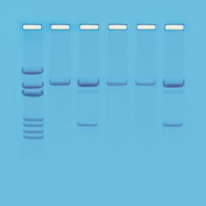 Detection of GMOs Kit