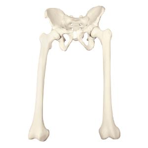 Premium Full Pelvis W Femurs