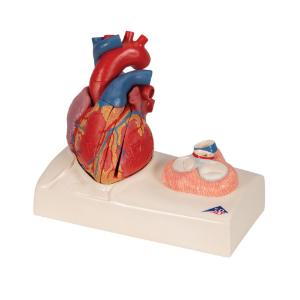 Magnetic Heart Model