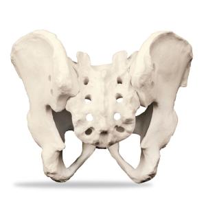 Premium Full Pelvis With Sacrum