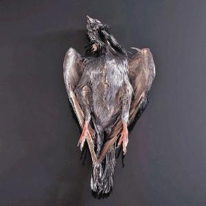 Preserved Pigeon