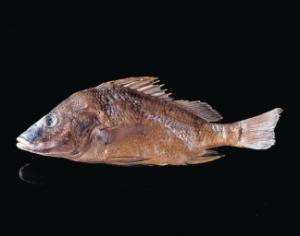 Mexican Gray Perch