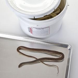 Preserved Snake