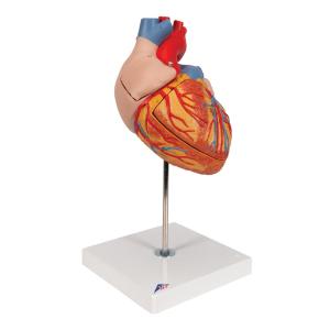 Heart 2-times lifesize