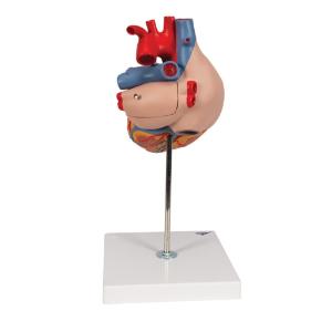 Heart 2-times lifesize