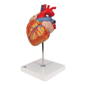 Heart 2-times lifesize