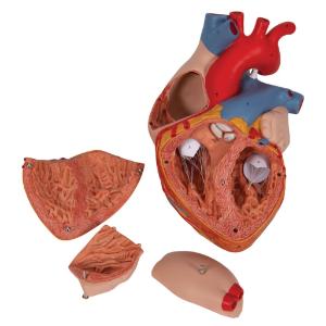 Heart 2-times lifesize