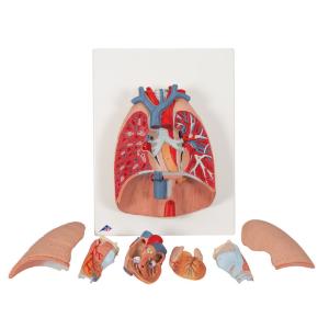 Lung Model with Larynx