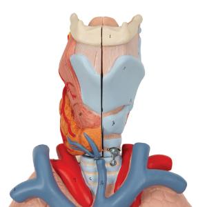 Lung Model with Larynx