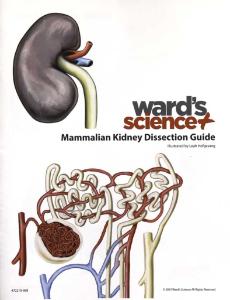 Kidney Visual Dissection Guide