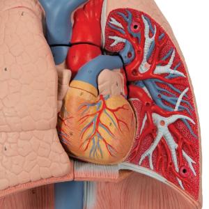 Lung Model with Larynx