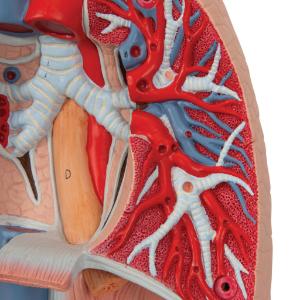 Lung Model with Larynx