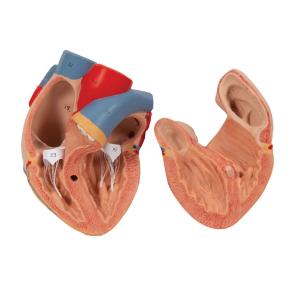 Lung Model with Larynx