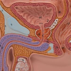 Male Pelvis Section