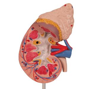 Kidney with Adrenal Gland