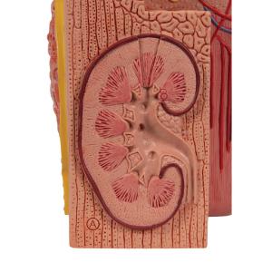 3BMICROanatomy Kidney