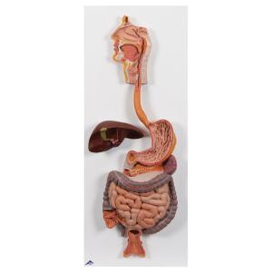 Digestive System, Part