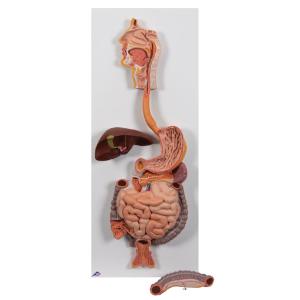 Digestive System