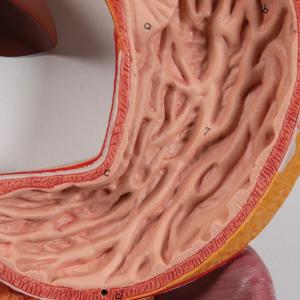 Digestive System