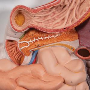 Digestive System