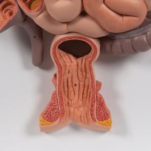 Digestive System