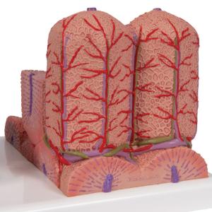 MICROanatomy Liver