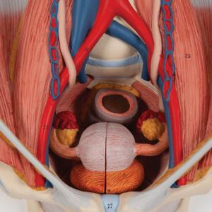 Urinary System