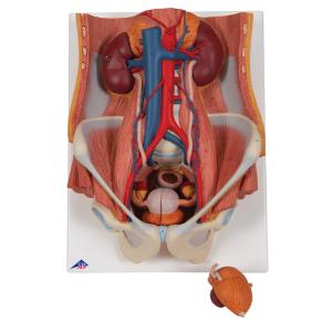 Urinary System