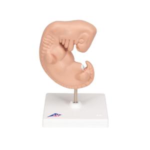 Human Embryo Model