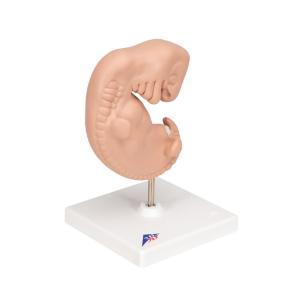 Human Embryo Model