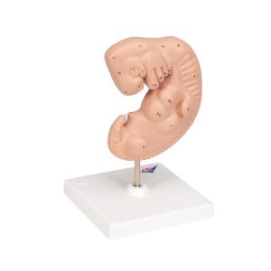 Human Embryo Model