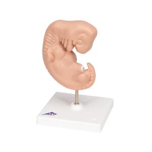 Human Embryo Model