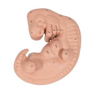 Human Embryo Model