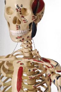 Rudiger® Small Scale Human Skeleton Models