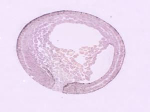 Ward's® Frog Embryology Slide Series