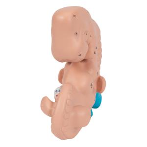 Human Embryo Model