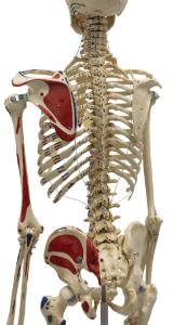 Rudiger® Life-Size Human Skeleton Model