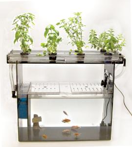 Aquaponics System