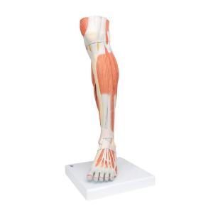 Lower Muscle Leg